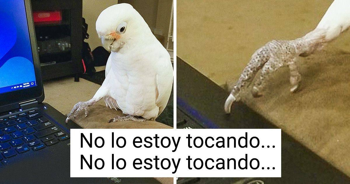 20+ Pájaros encantadores que son tan dulces y juguetones como los niños 20+ Pájaros encantadores que son tan dulces y juguetones como los niños