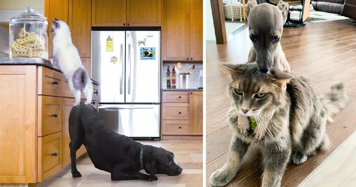 18 Fotos que prueban que los gatos y los perros tienen sus propios tipos de relaciones