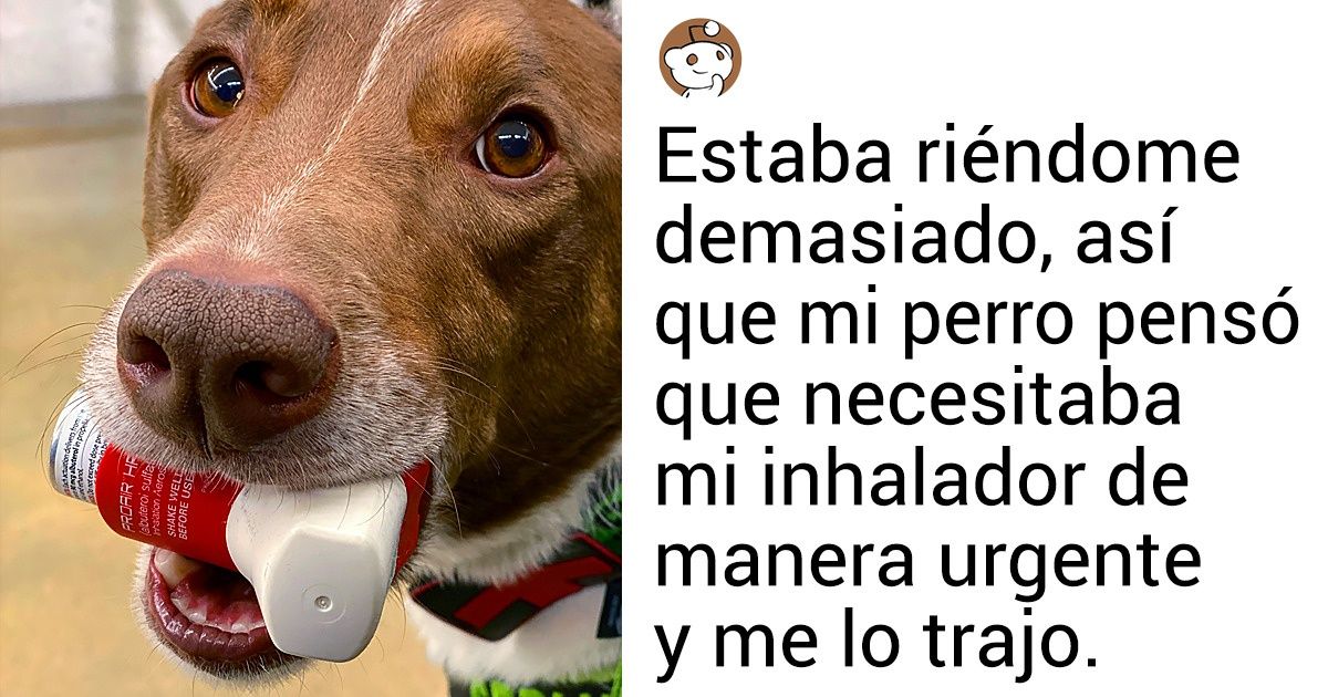 20+ Perros que cumplen con su trabajo arduamente
