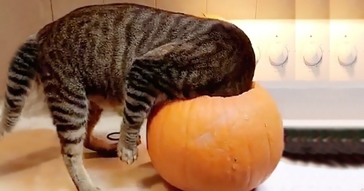 20+ Gatos que no pudieron evitar demostrar su personalidad curiosa y aventurera (pero resultaron graciosos)