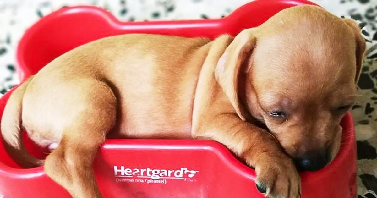 30 Usuarios de Genial compartieron fotos de sus mascotas durmiendo y no podemos soportar tanta ternura 30 Usuarios de Genial compartieron fotos de sus mascotas durmiendo y no podemos soportar tanta ternura
