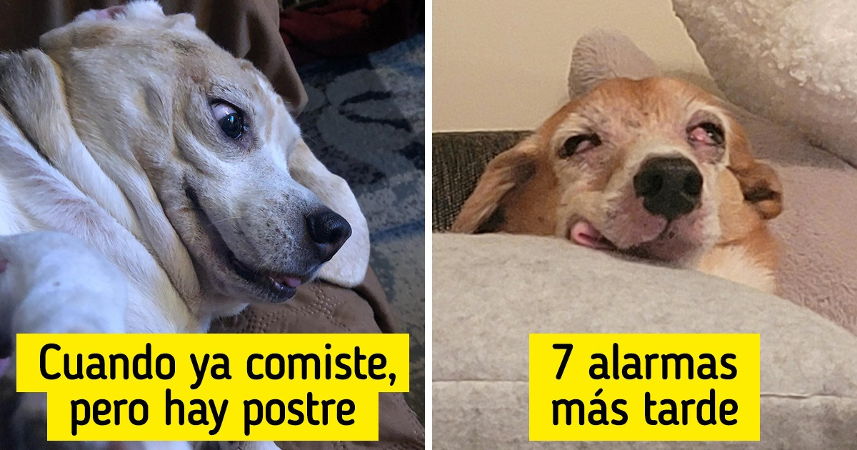 14 Perritos que reflejan los dilemas cotidianos de sus dueños con un solo gesto