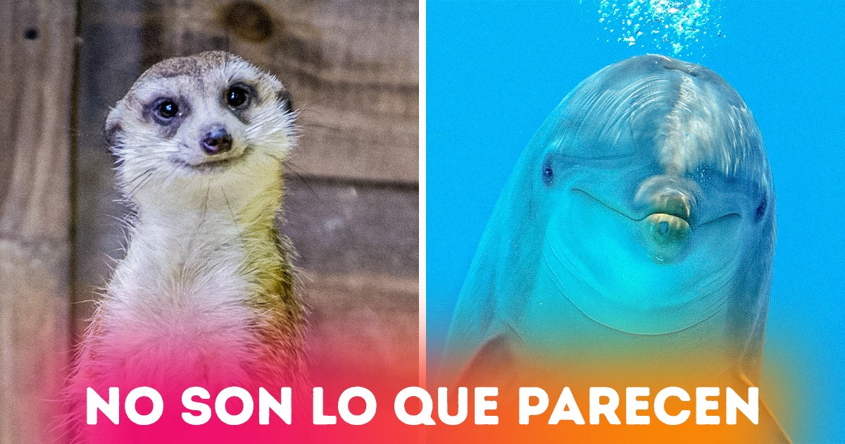 10 Animales de adorable apariencia nos enseñan que todo en este mundo tiene un lado oscuro