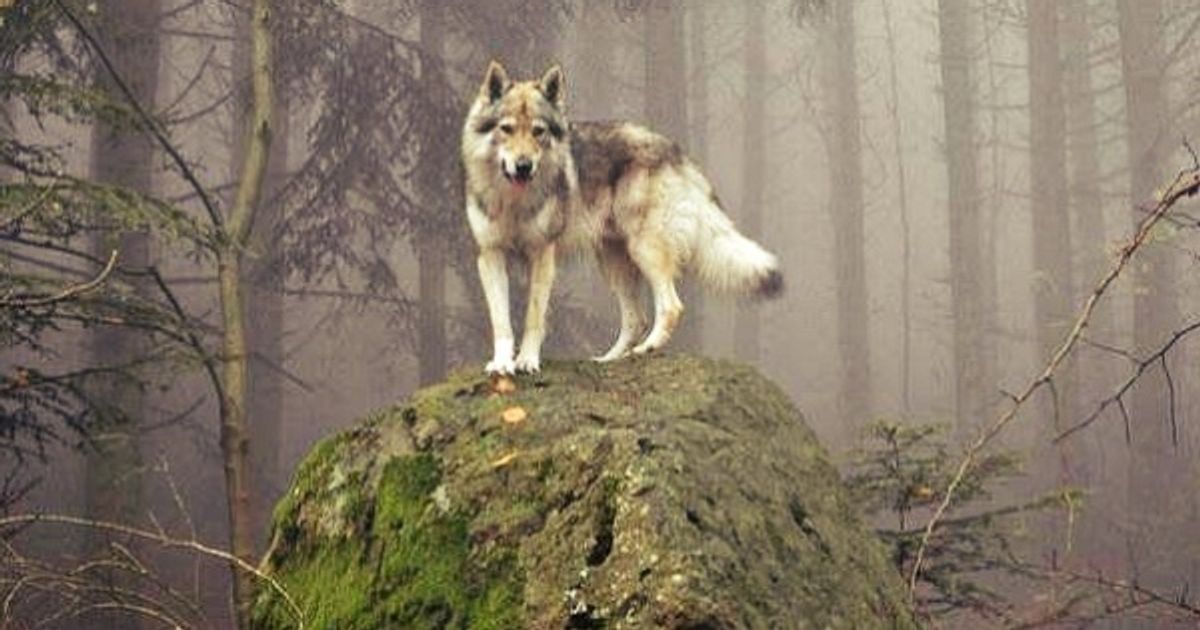 Acerca de los habitantes del bosque Acerca de los habitantes del bosque