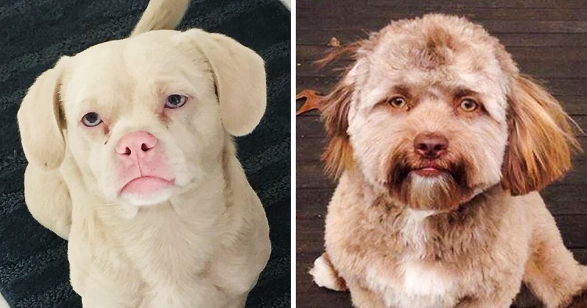 10+ Perros tan parecidos a los humanos que provocan algo de confusión