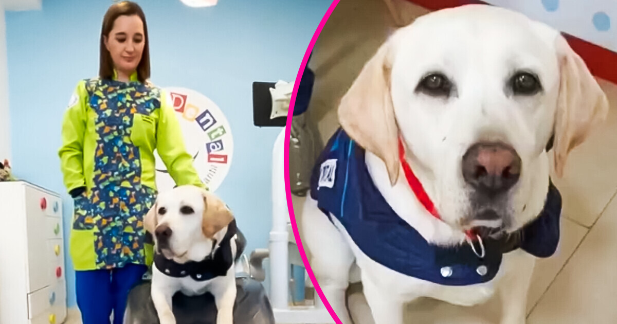 Perrito se convierte en la estrella de una clínica dental por su labor con los pacientes Perrito se convierte en la estrella de una clínica dental por su labor con los pacientes