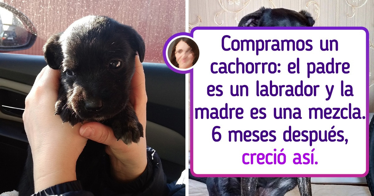 17 Mascotas que primero cabían en la palma de la mano, y ahora no les alcanza con media cama