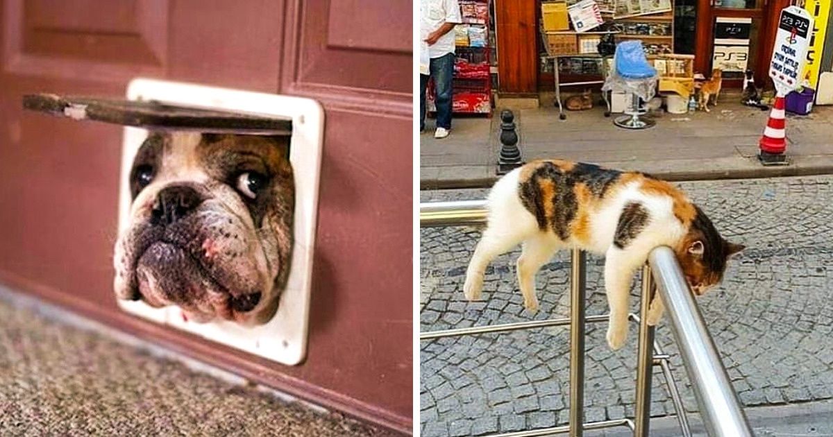 Usuarios de Internet compartieron fotos de sus mascotas actuando de manera bastante rara