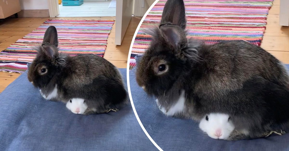 20+ Mascotas que eligieron muy mal dónde tomar una siesta y nos dejaron rascándonos la cabeza 20+ Mascotas que eligieron muy mal dónde tomar una siesta y nos dejaron rascándonos la cabeza