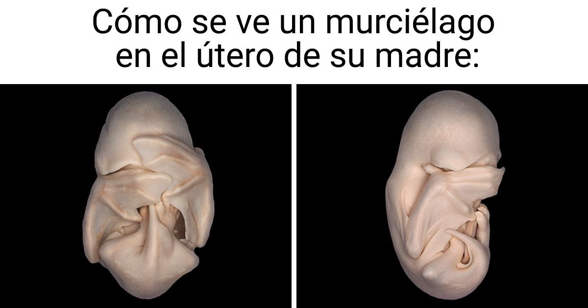 15+ Fotografías que muestran a los murciélagos desde un nuevo ángulo, y son mucho más lindos de lo que pensábamos