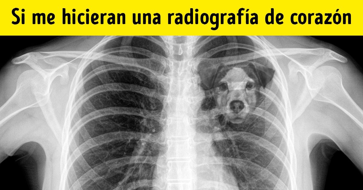 Científicos explicaron por qué perder a un perro se siente como perder a un ser querido Científicos explicaron por qué perder a un perro se siente como perder a un ser querido