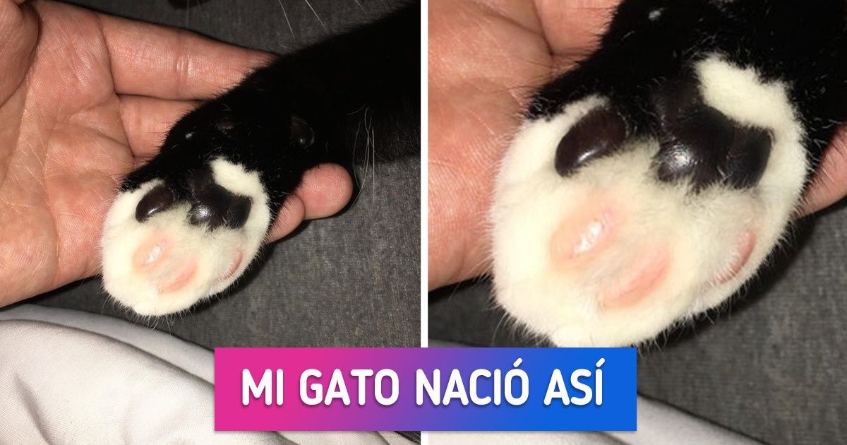 18 Mascotas con algunas rarezas y que ante los ojos de sus amos son perfectas