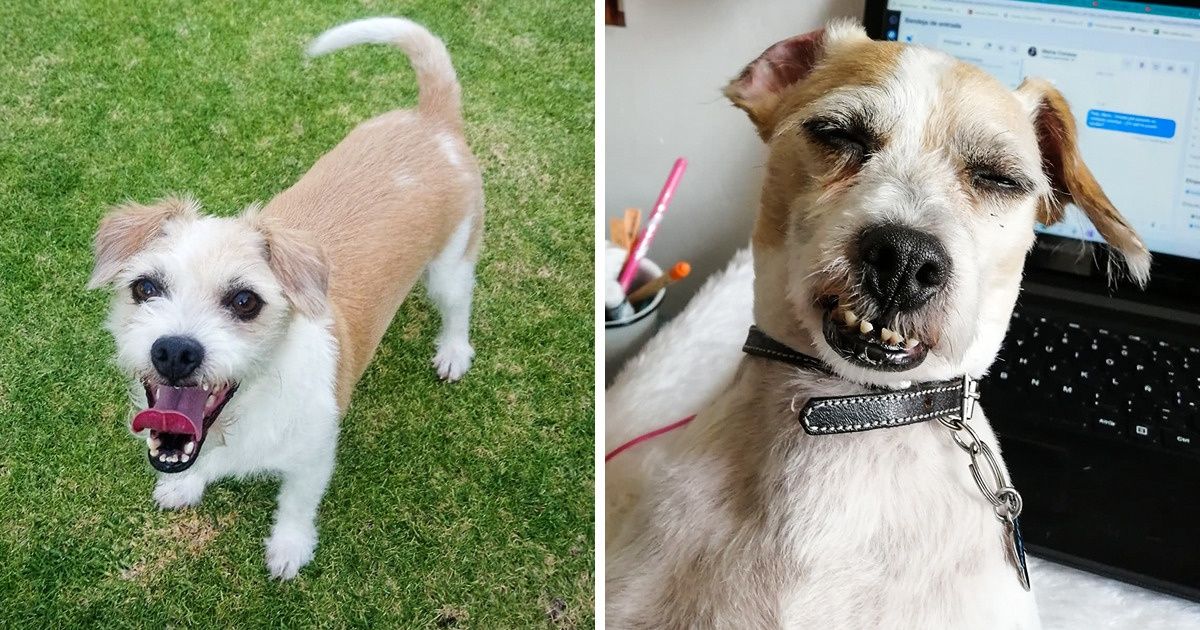 19 Autores de Genial nos muestran que algunas veces sus mascotas despiertan siendo fotogénicas, y otras no tanto 19 Autores de Genial nos muestran que algunas veces sus mascotas despiertan siendo fotogénicas, y otras no tanto