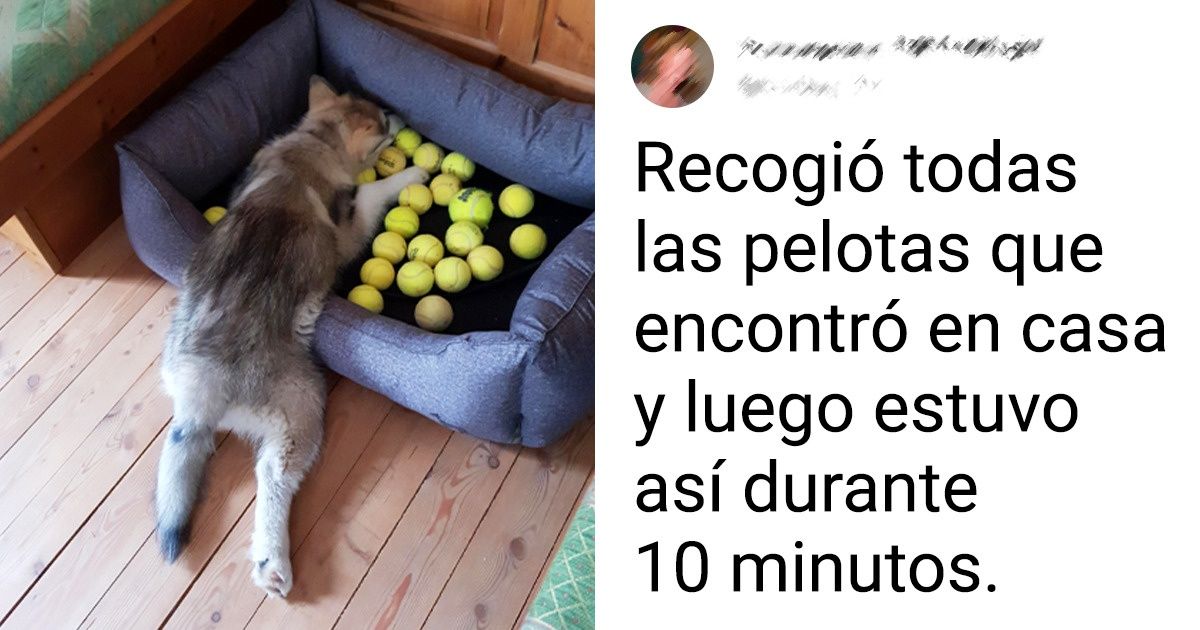 20 Perros especialistas en hacernos reír con sus disparatadas ocurrencias
