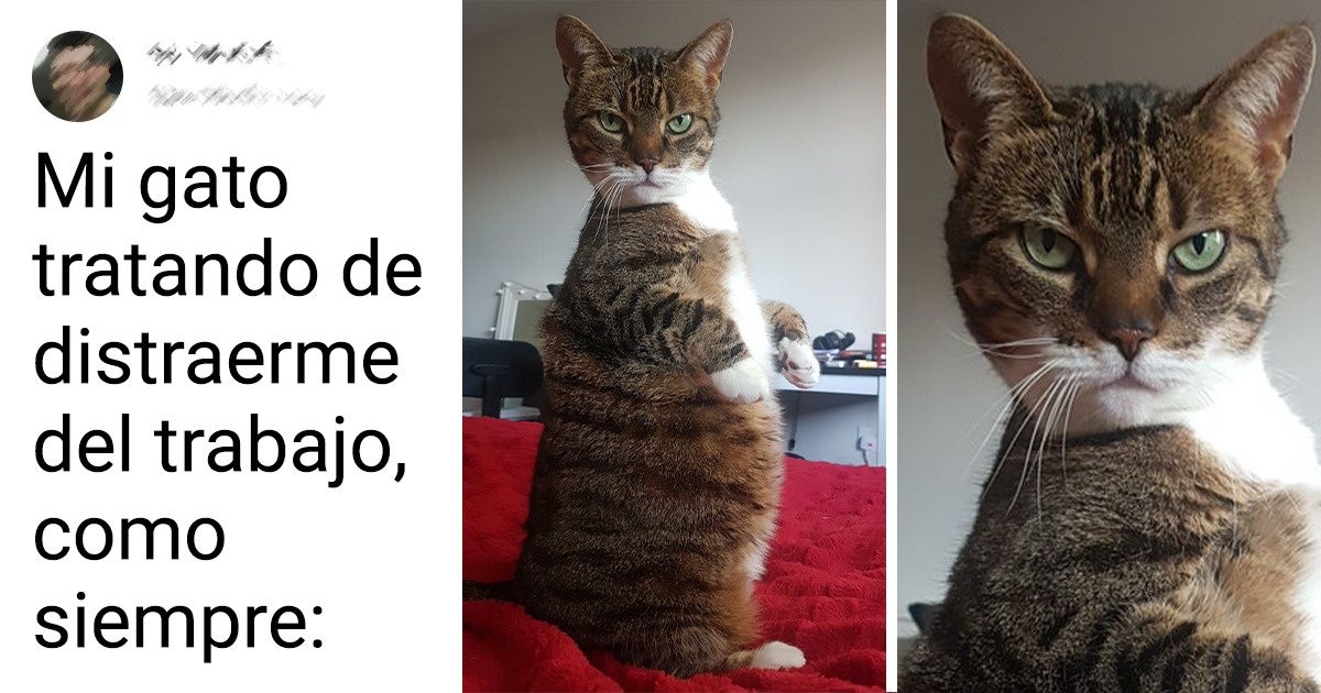 17 Fotos que muestran de manera honesta cómo es la vida cuando adquieres un gato o dos 17 Fotos que muestran de manera honesta cómo es la vida cuando adquieres un gato o dos