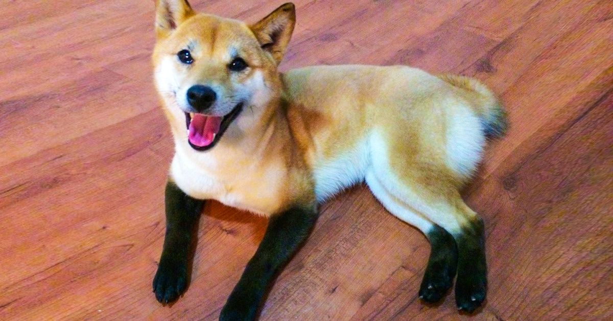 19 Animales sobre cuya apariencia la naturaleza trabajó de manera incansable 19 Animales sobre cuya apariencia la naturaleza trabajó de manera incansable