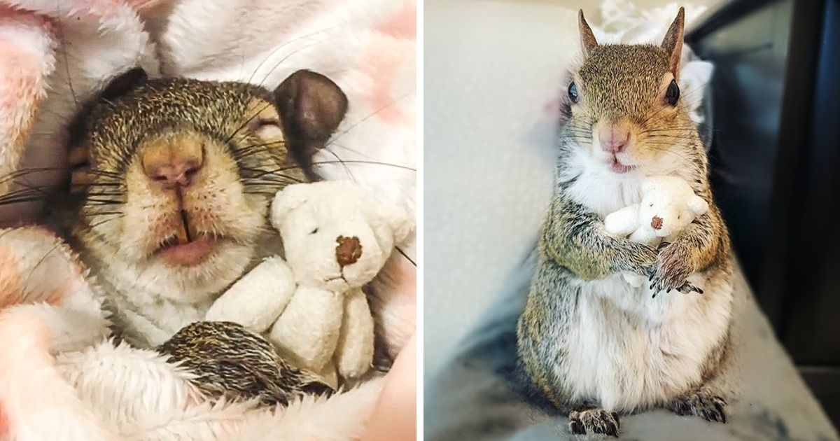 Una adorable ardilla rescatada de un huracán no puede dormir sin su osito de peluche, y su encanto es abrumador Una adorable ardilla rescatada de un huracán no puede dormir sin su osito de peluche, y su encanto es abrumador