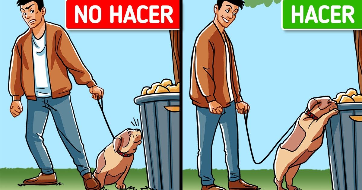 Por qué los perros tienen mejor calidad de vida cuando se les permite olfatear