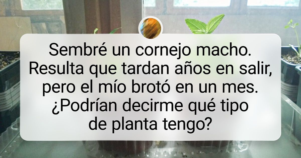 16 Hombres que lograron resultados tan fascinantes al plantar que incluso los jardineros más experimentados les tendrían envidia 16 Hombres que lograron resultados tan fascinantes al plantar que incluso los jardineros más experimentados les tendrían envidia