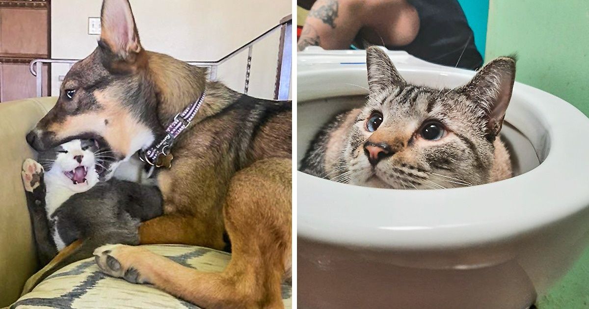 20 Animales que se dejaron ver de formas inesperadas