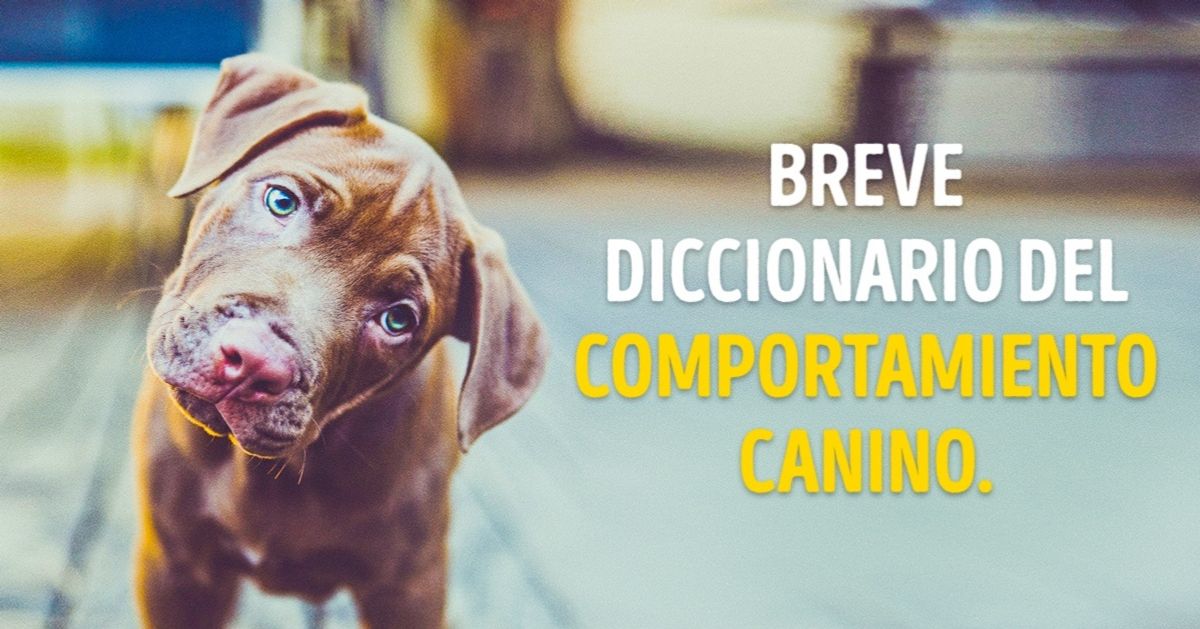 Breve diccionario del comportamiento canino