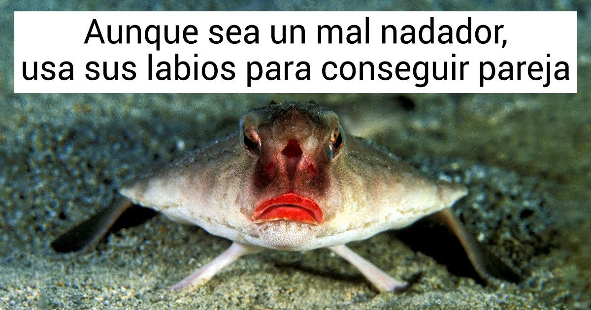 10+ Animales que demuestran que las islas Galápagos parecen estar en otra dimensión 10+ Animales que demuestran que las islas Galápagos parecen estar en otra dimensión
