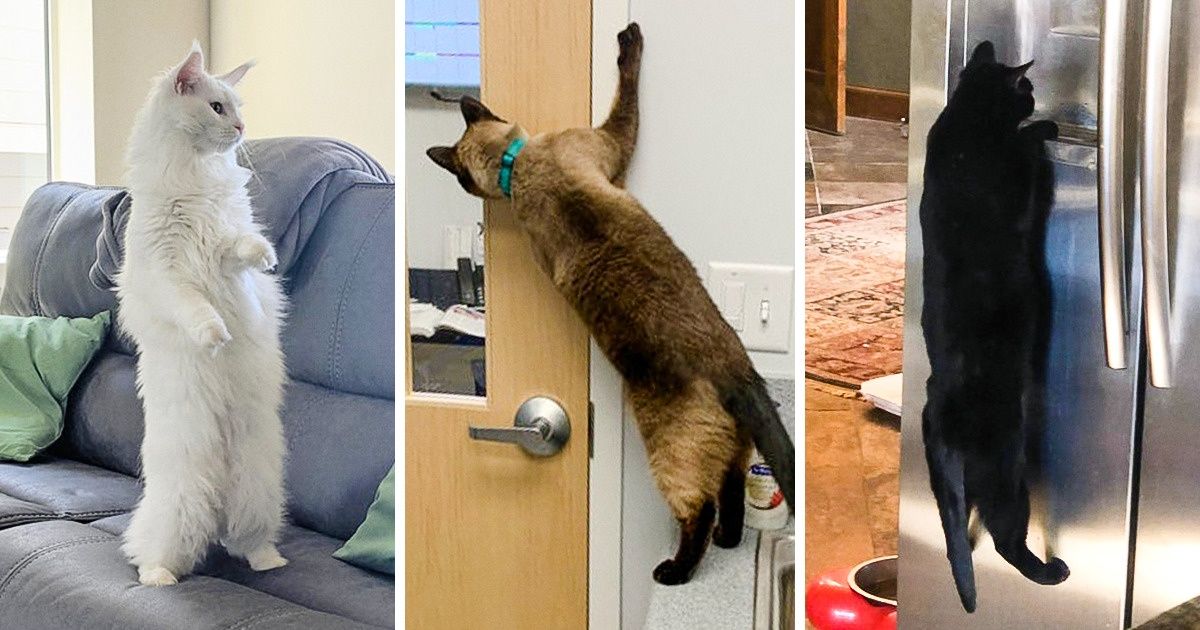 20+ Mascotas que ya no encuentran qué hacer para que sus dueños les presten atención 20+ Mascotas que ya no encuentran qué hacer para que sus dueños les presten atención