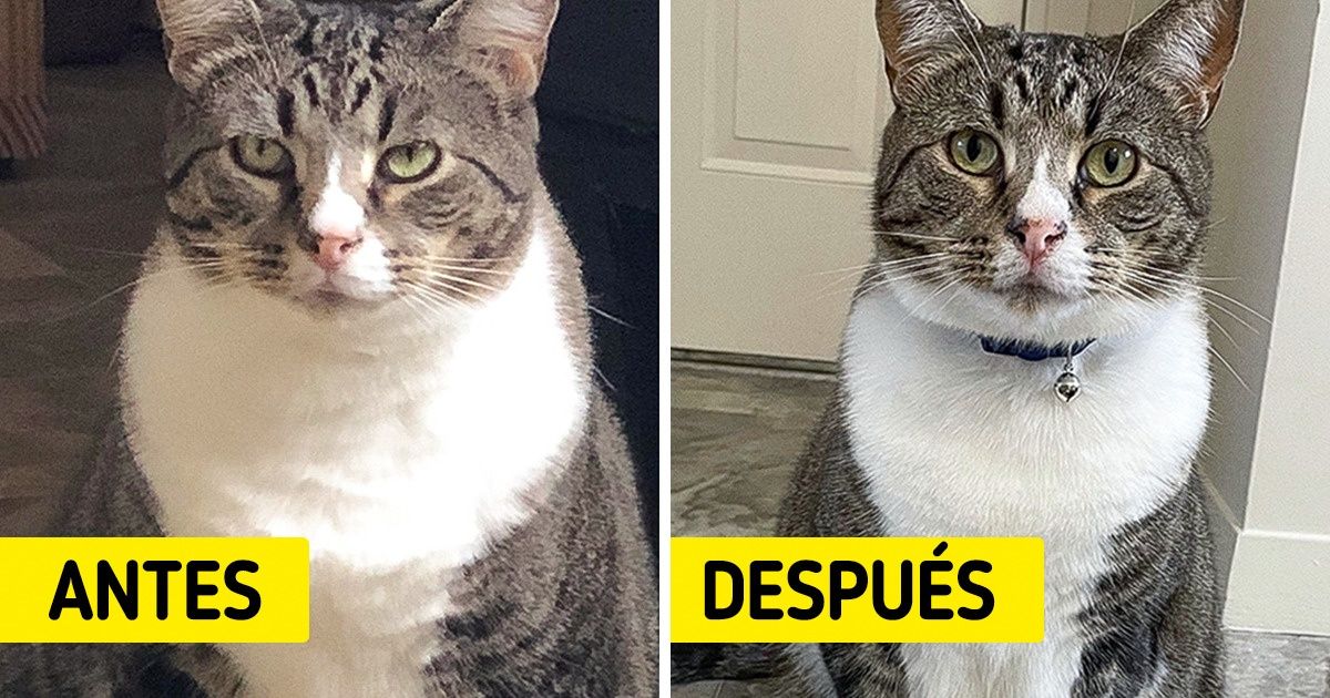 20 Fotos de mascotas que han perdido peso para ganar salud 20 Fotos de mascotas que han perdido peso para ganar salud
