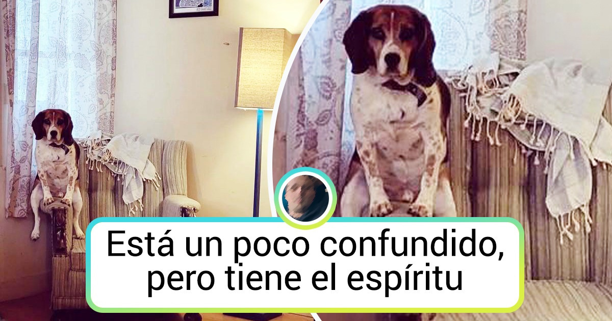 21 Mascotas cuyas ocurrencias son capaces de derretirle el corazón hasta a la Reina del Hielo 21 Mascotas cuyas ocurrencias son capaces de derretirle el corazón hasta a la Reina del Hielo