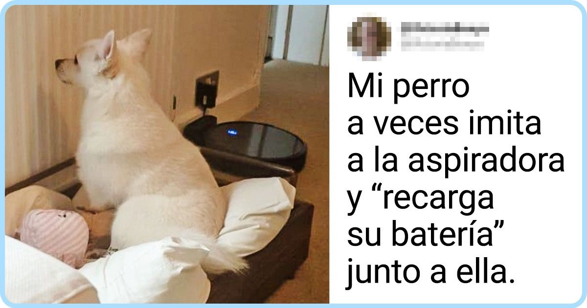 19 Mascotas que parecen haber tirado a la basura su configuración predeterminada