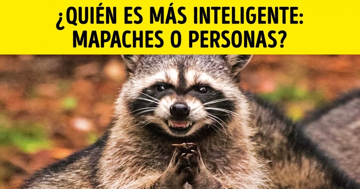 Erudición o intuición: este sencillo test mostrará lo fácil que es engañarte