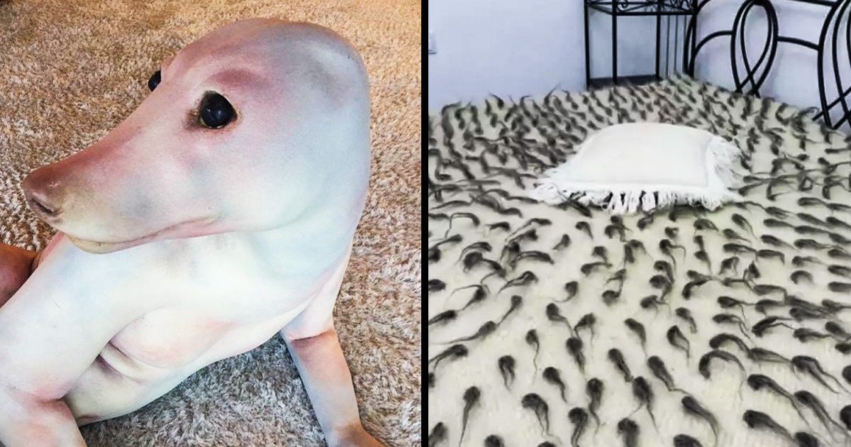 Si los científicos del futuro vieran estas fotografías, se romperían la cabeza tratando de descifrar lo que está pasando en ellas