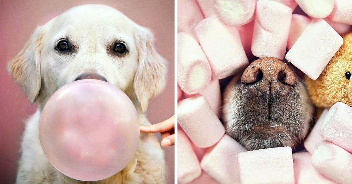 20+ Fotos del golden retriever de una fotógrafa que te robarán el corazón (Spoiler: hasta la nariz de este perro es fotogénica) 20+ Fotos del golden retriever de una fotógrafa que te robarán el corazón (Spoiler: hasta la nariz de este perro es fotogénica)