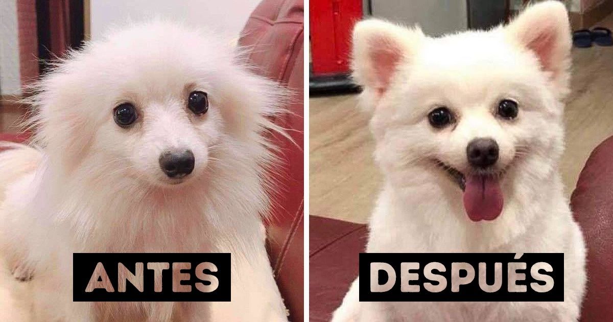 16 Pruebas de cuánto puede un poco de amor humano cambiarle la vida a un animal para siempre