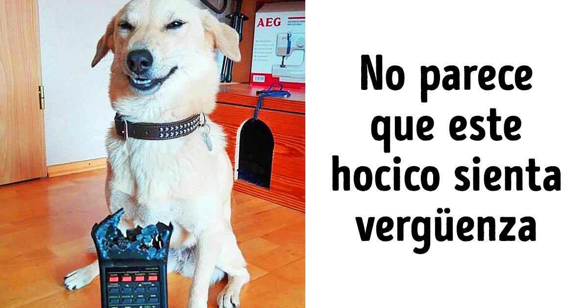25 Mascotas que evidentemente no se aburren cuando están solas en casa