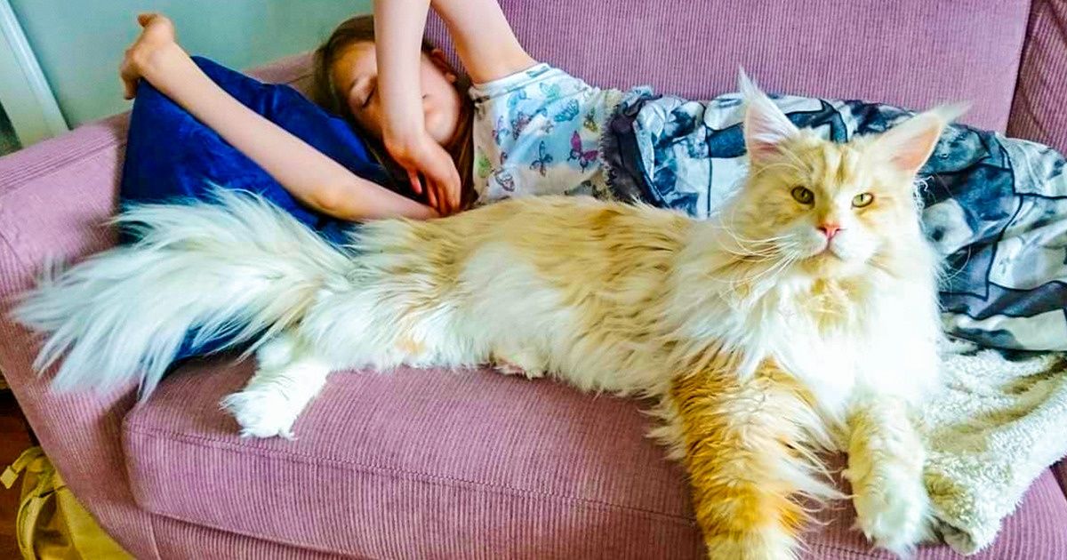 20+ Fotos que explican por qué todo el mundo está loco por los gatos Maine Coon