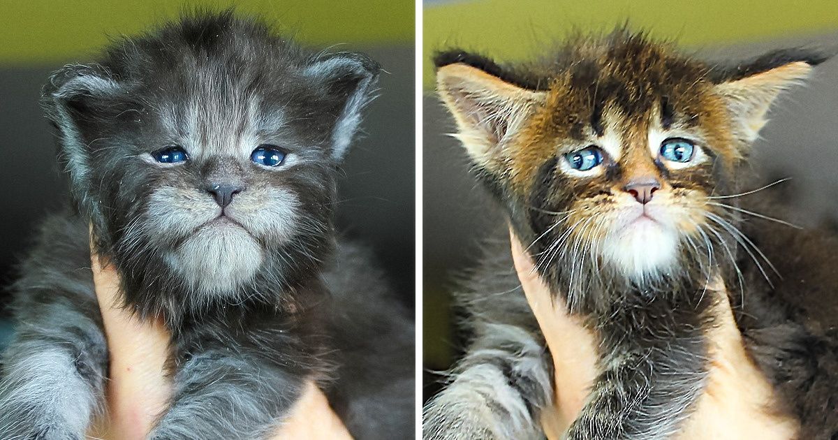 Trata de mirar a estos Maine Coon y no sentir ganas de tener uno igual Trata de mirar a estos Maine Coon y no sentir ganas de tener uno igual