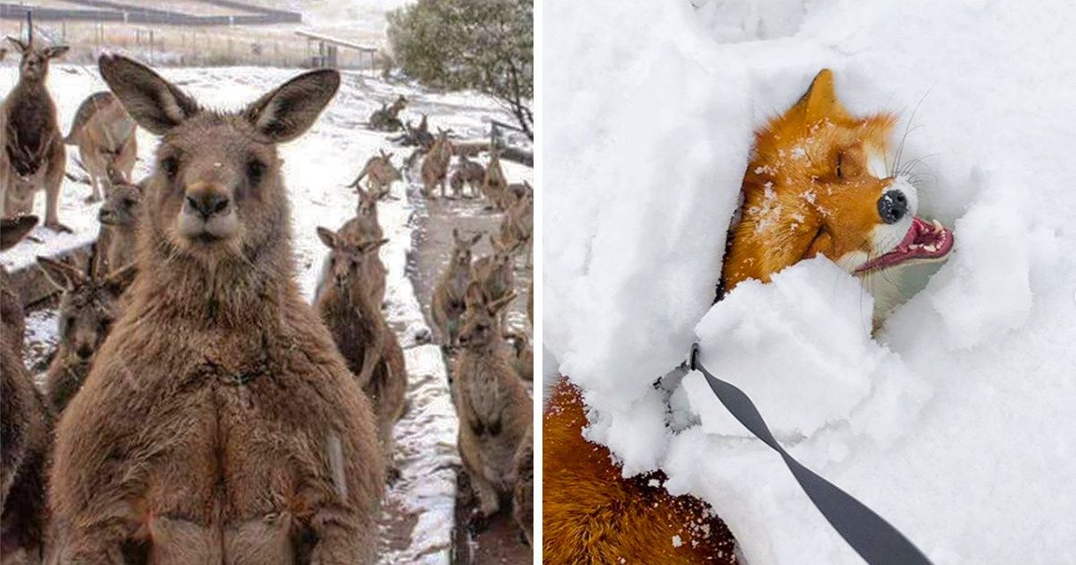 22 Animales que derretirán nuestros corazones este invierno