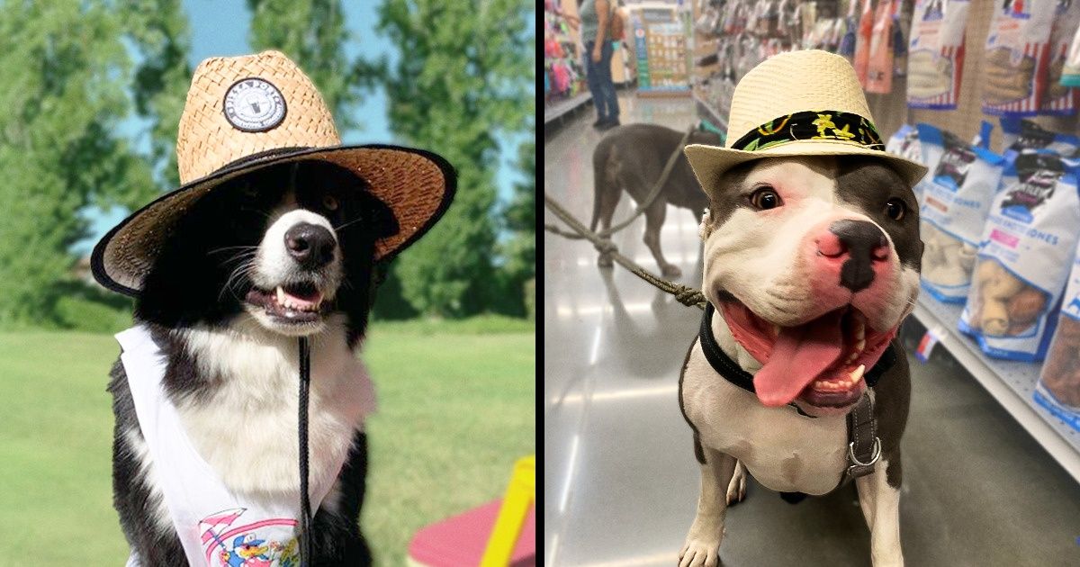 20+ Perros que saben cómo lucir un sombrero y derretir de ternura a la vez 20+ Perros que saben cómo lucir un sombrero y derretir de ternura a la vez