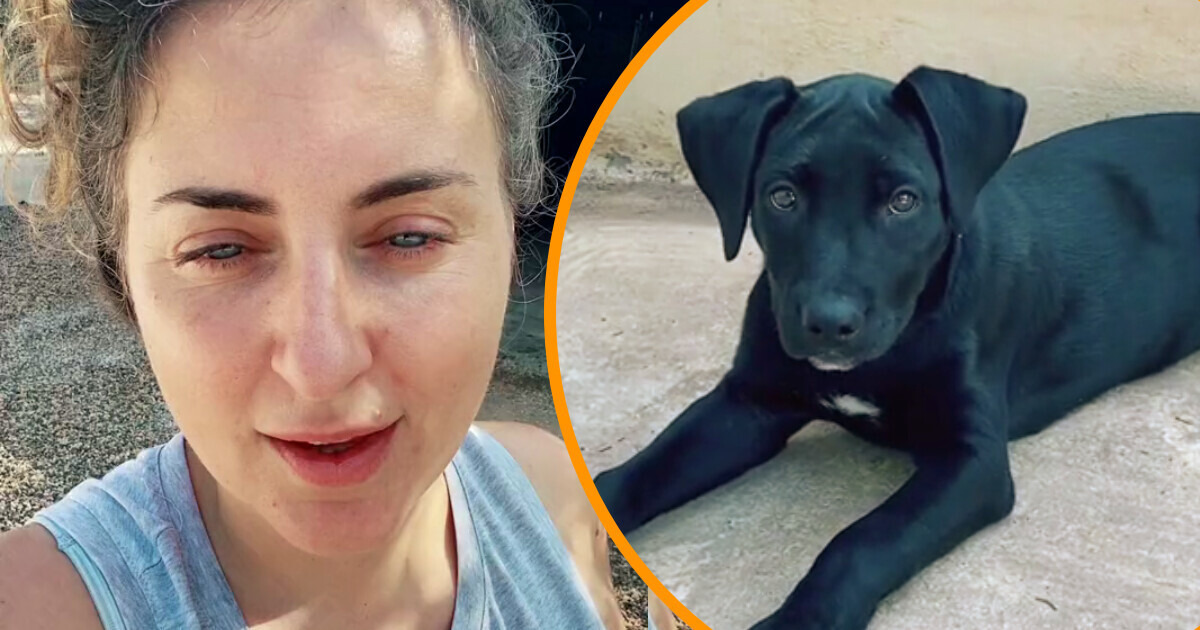 Mujer compra perro de la calle para que no lo maltraten, le aplauden en redes Mujer compra perro de la calle para que no lo maltraten, le aplauden en redes