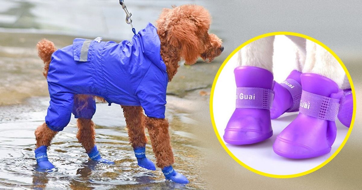 15+ Artículos para mimar a tu mascota que puedes conseguir en AliExpress 15+ Artículos para mimar a tu mascota que puedes conseguir en AliExpress