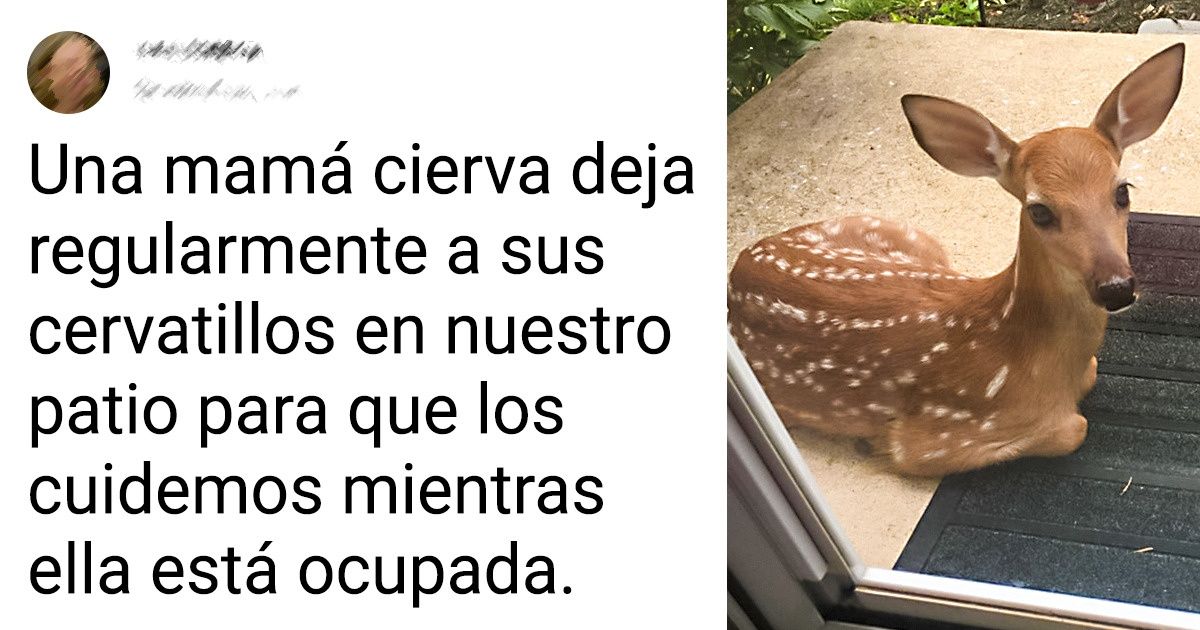 15 Encantadores intrusos animales que alegraron nuestras vidas sin previo aviso 15 Encantadores intrusos animales que alegraron nuestras vidas sin previo aviso