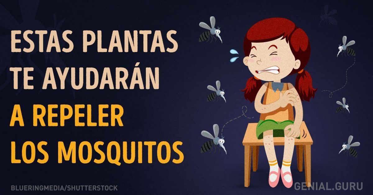 Estas plantas te ayudarán a repeler los mosquitos