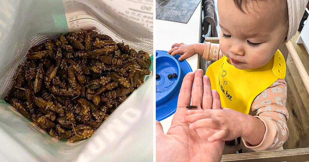 Madre alimenta a su bebé de meses con grillos para ahorrarse 200 USD a la semana y no se lo perdonan Madre alimenta a su bebé de meses con grillos para ahorrarse 200 USD a la semana y no se lo perdonan