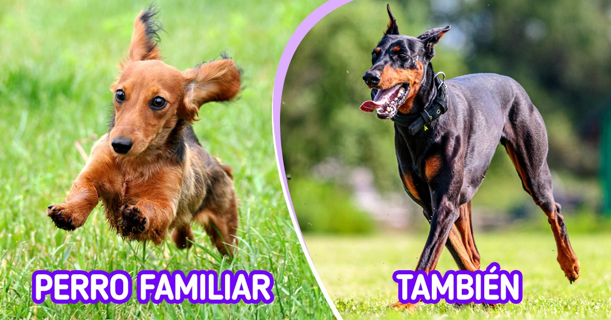 Investigadores explican por qué la personalidad de nuestros perritos no depende de su raza