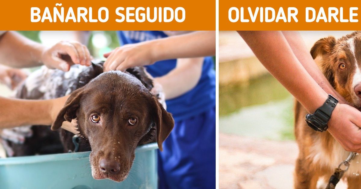 29 Cosas que deberías evitar para que tu perro se sienta más cómodo (y que lo pueden perjudicar) 29 Cosas que deberías evitar para que tu perro se sienta más cómodo (y que lo pueden perjudicar)