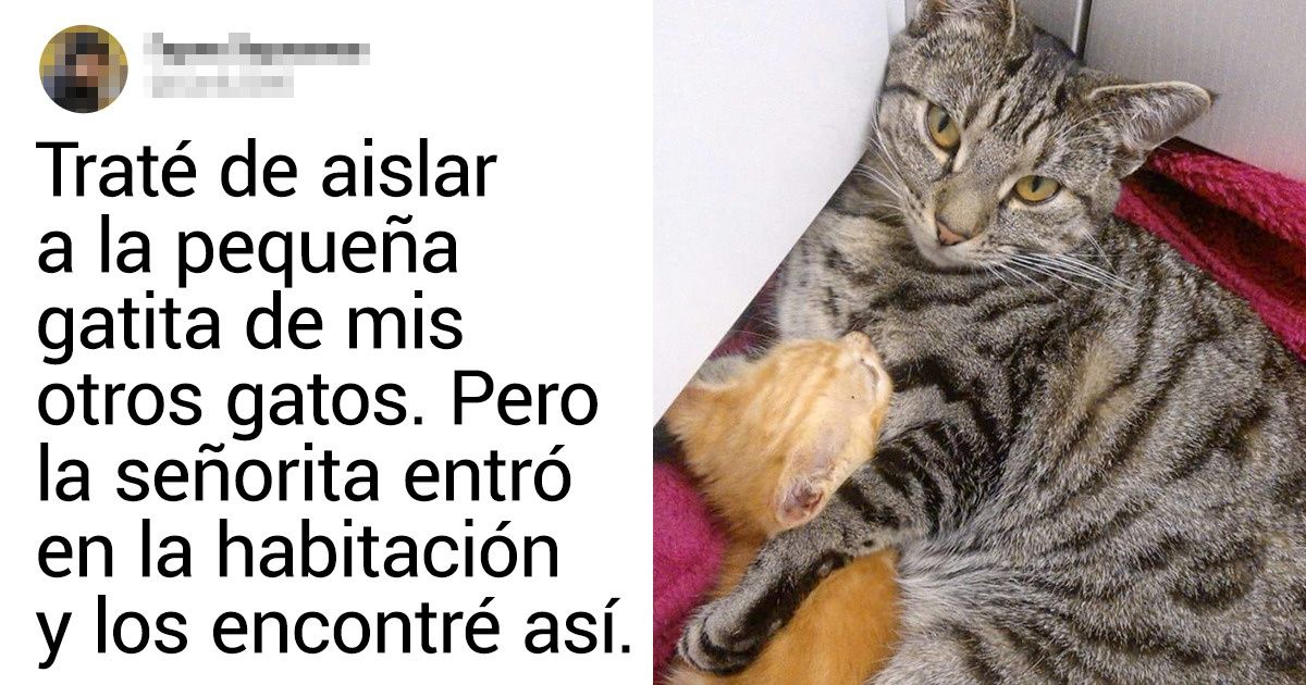 18 Lectores nos muestran el vínculo de amistad tan fuerte que tienen sus mascotas 18 Lectores nos muestran el vínculo de amistad tan fuerte que tienen sus mascotas