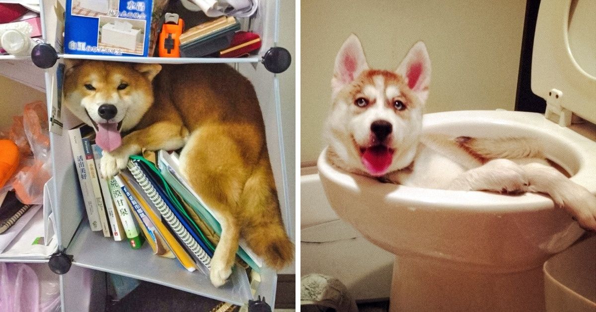 19 Mascotas que saben divertirse mejor que nadie