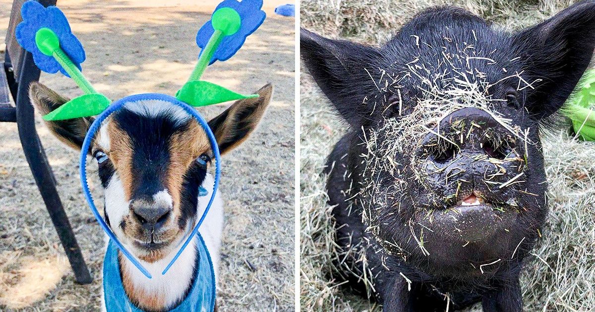 Te mostramos unos animales de granja graciosos que te van a sacar una sonrisa inmediatamente Te mostramos unos animales de granja graciosos que te van a sacar una sonrisa inmediatamente