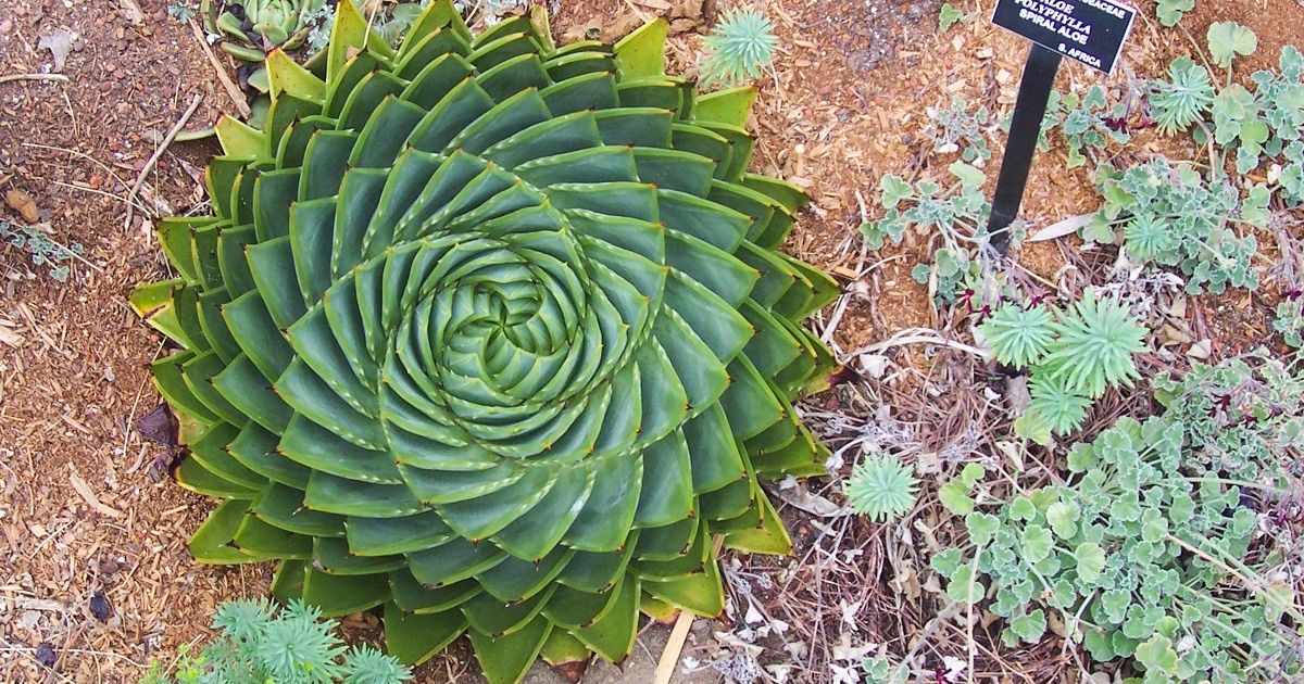30 Momentos en los que la naturaleza parece satisfacer a todos los perfeccionistas del mundo